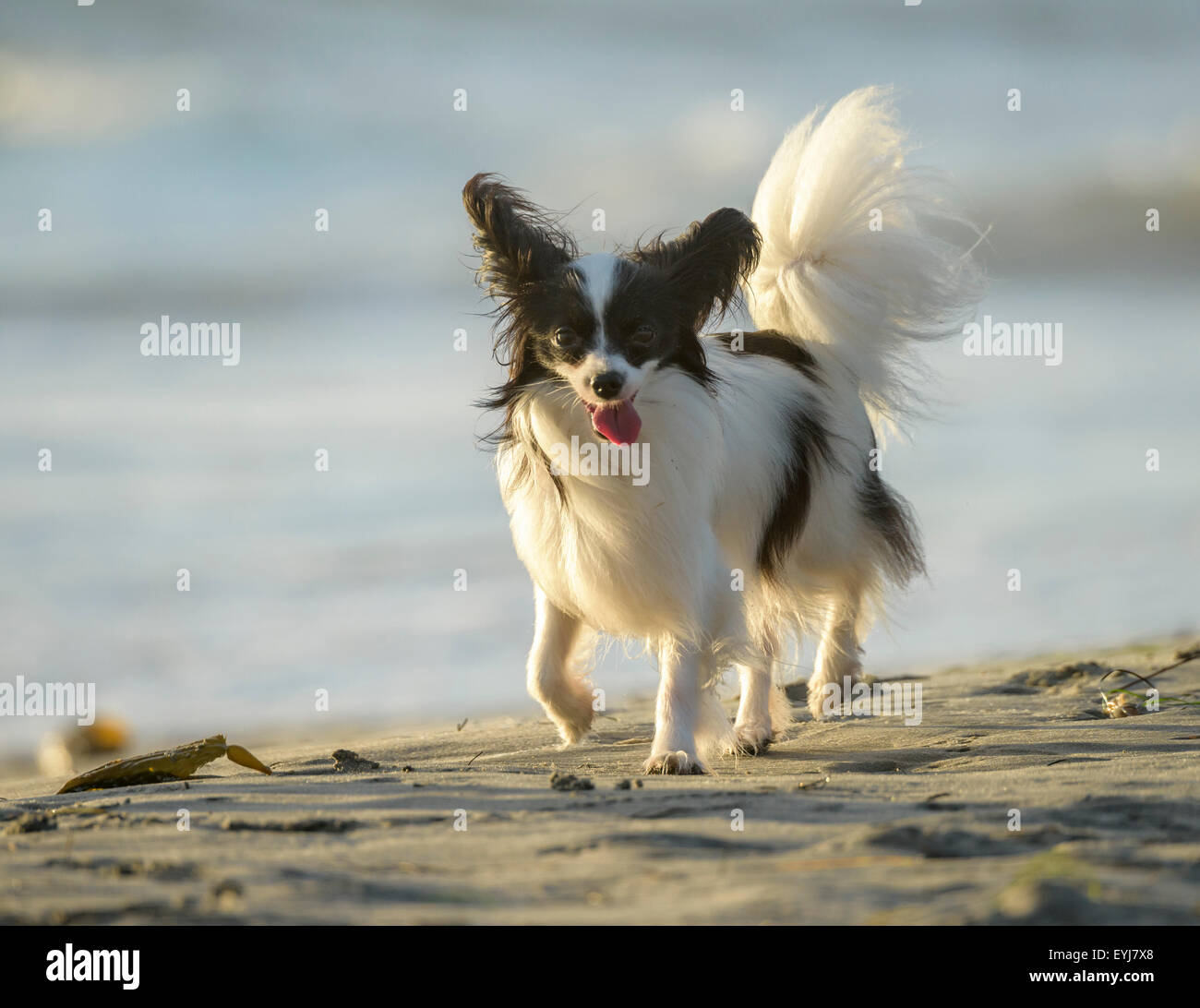 Papillon cane a Ocean Beach Dog Beach, CA Foto Stock