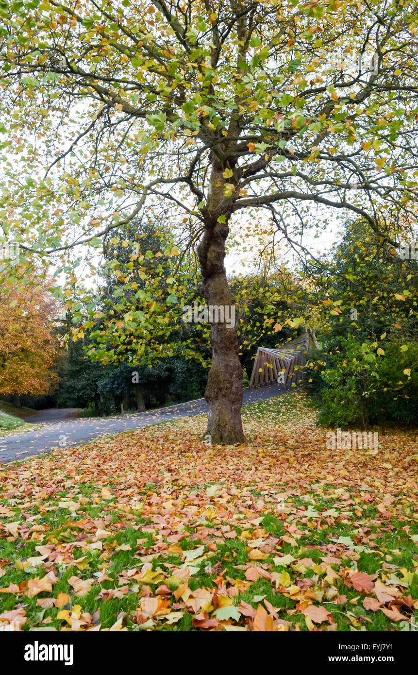 Sicomoro e le foglie in autunno, presso Barnes Park, Sunderland. Foto Stock