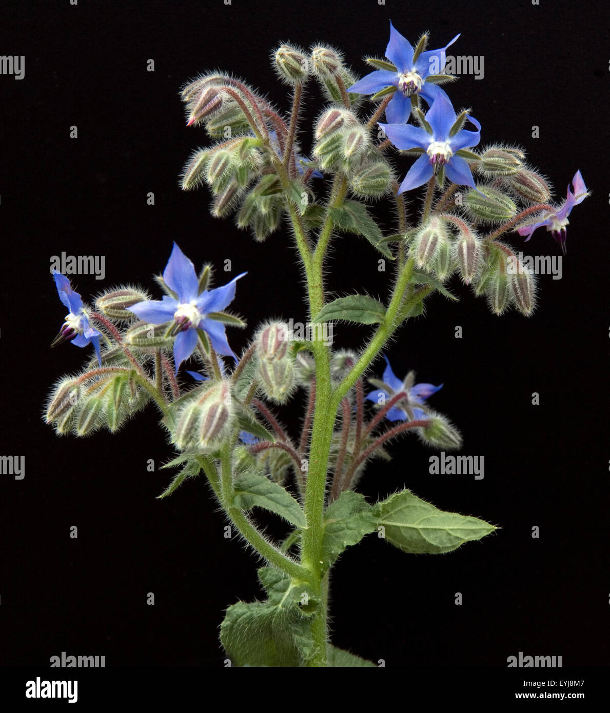 Borretsch, Borretschbluete, borragine officinalis, Kuechenkraeuter, Kuechenkraut, Kuechengewuerz, Gewuerz, Gewuerzkraut, Heilpflanz Foto Stock