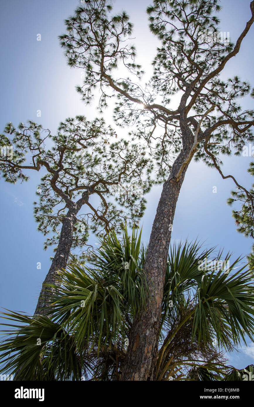 Alberi di pino contro il cielo blu, Big Bend area, Florida Foto Stock