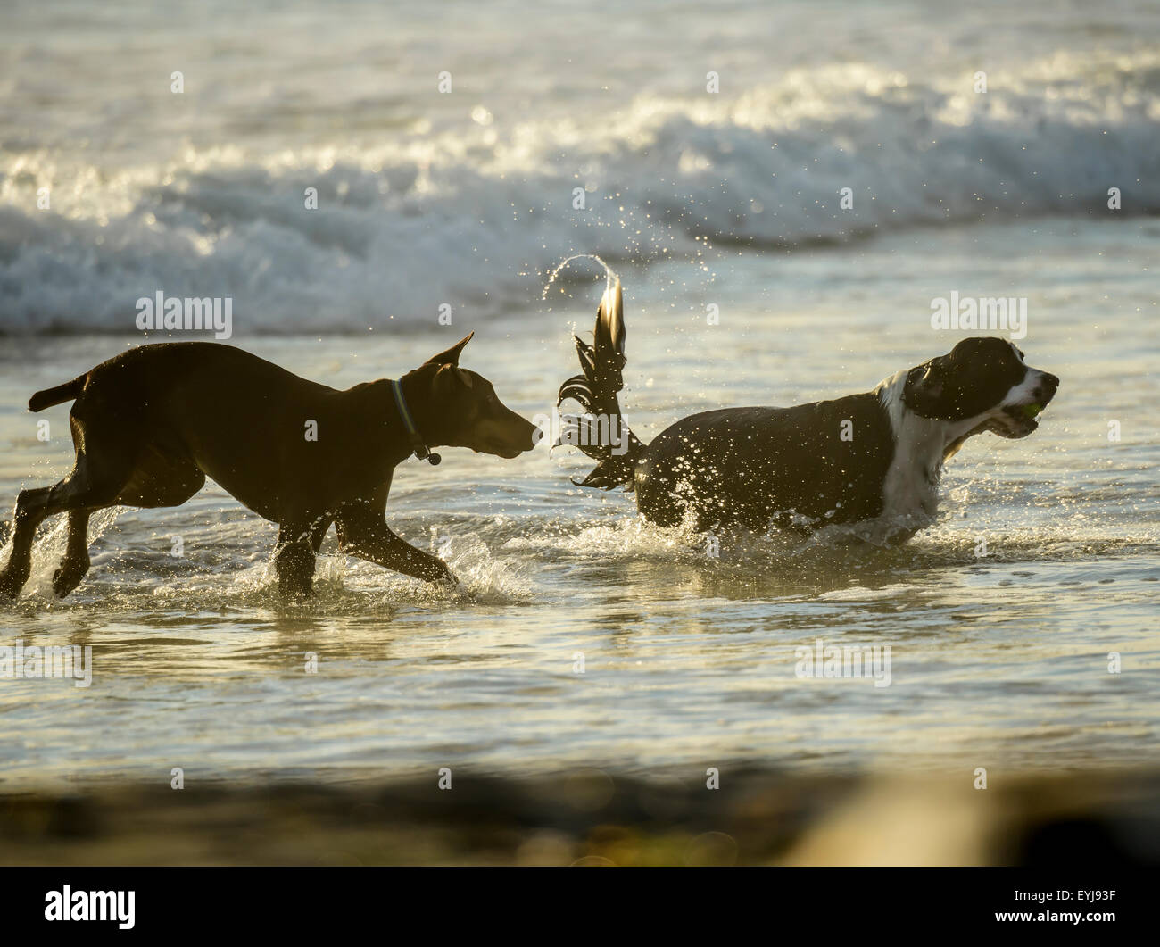 Doberman e cani Sapniel giocare chase in surf Foto Stock