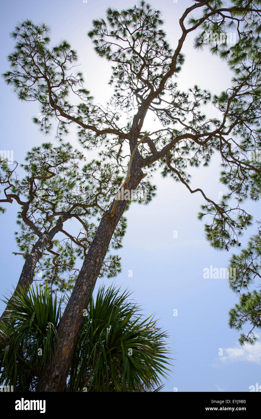 Alberi di pino contro il cielo blu, Big Bend area, Florida Foto Stock