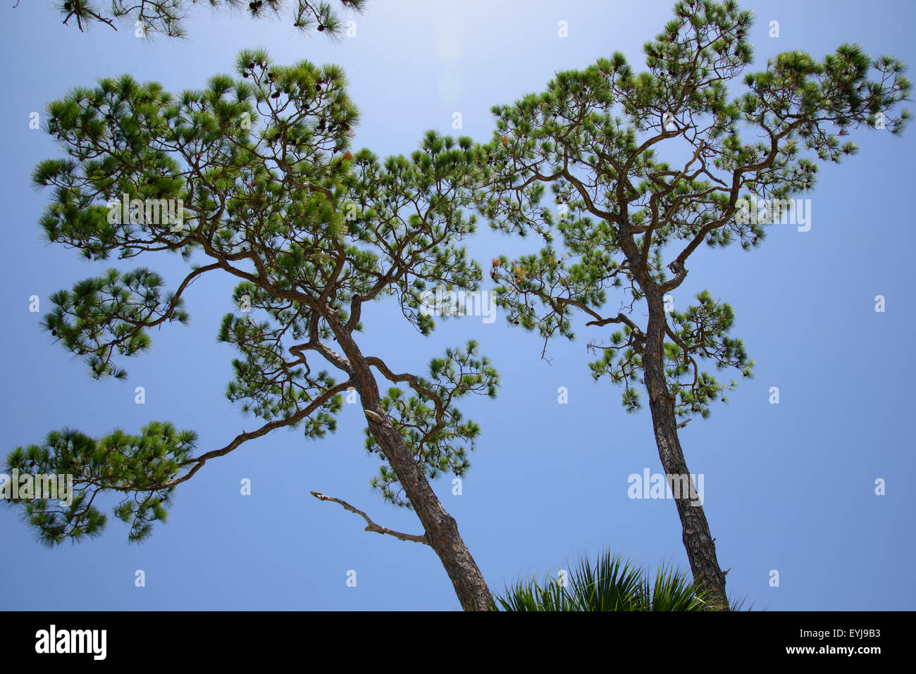 Alberi di pino contro il cielo blu, Big Bend area, Florida Foto Stock