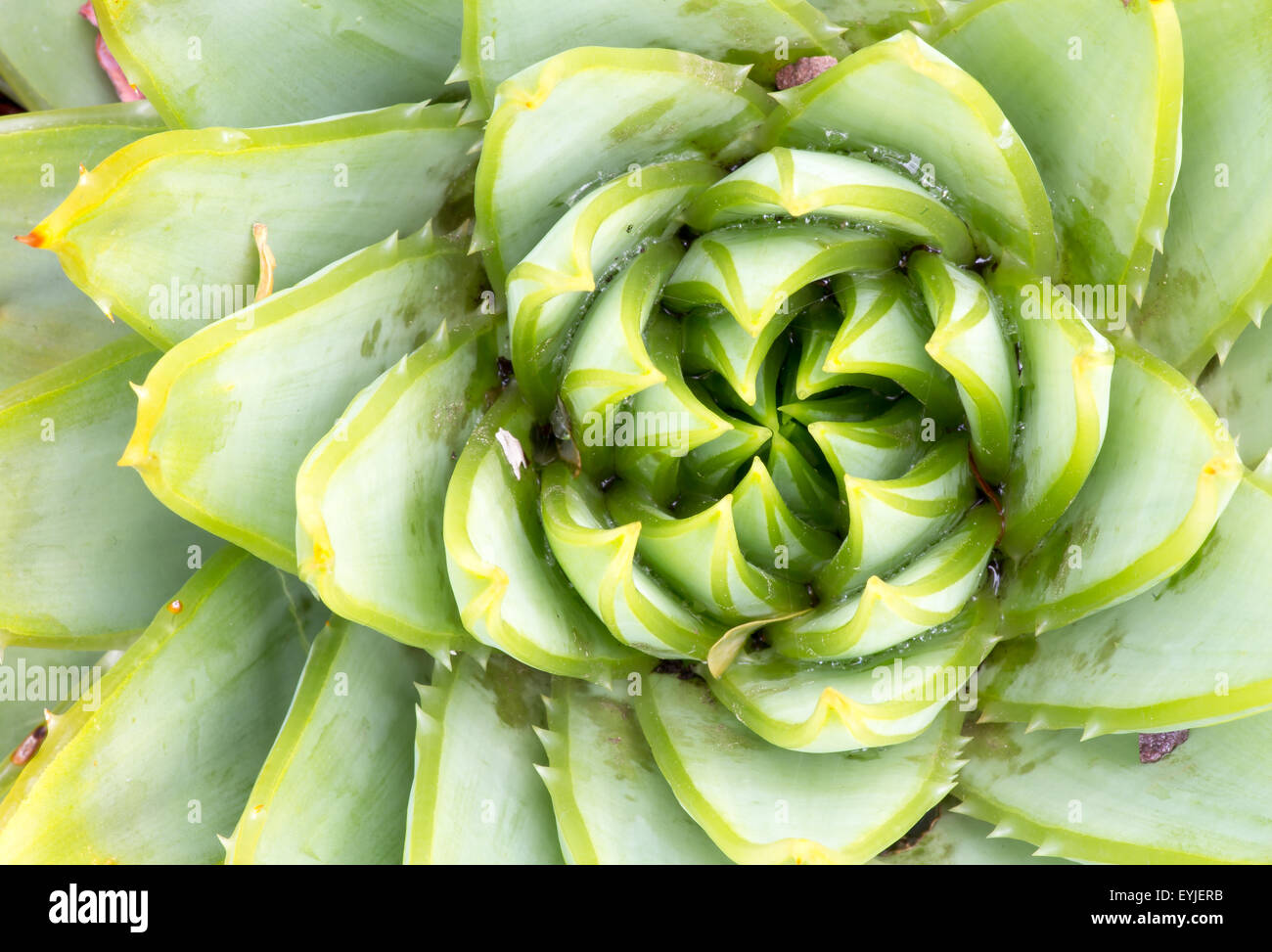 Aloeaceae, Aloe Polyphylla, spirale Aloe - Lesotho impianto tradizionale Foto Stock