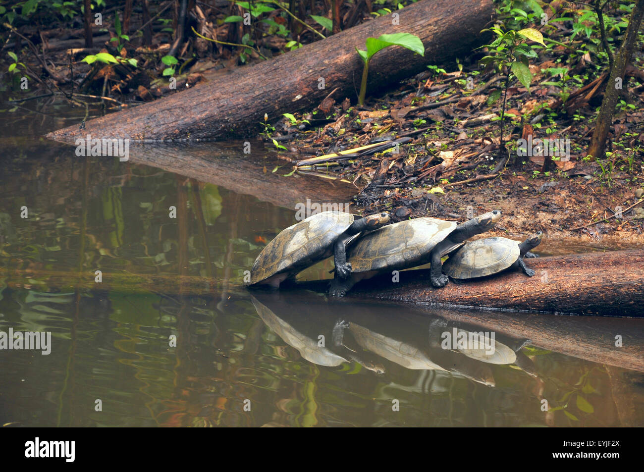 Fiume amazzonico le tartarughe sono sul log Foto Stock