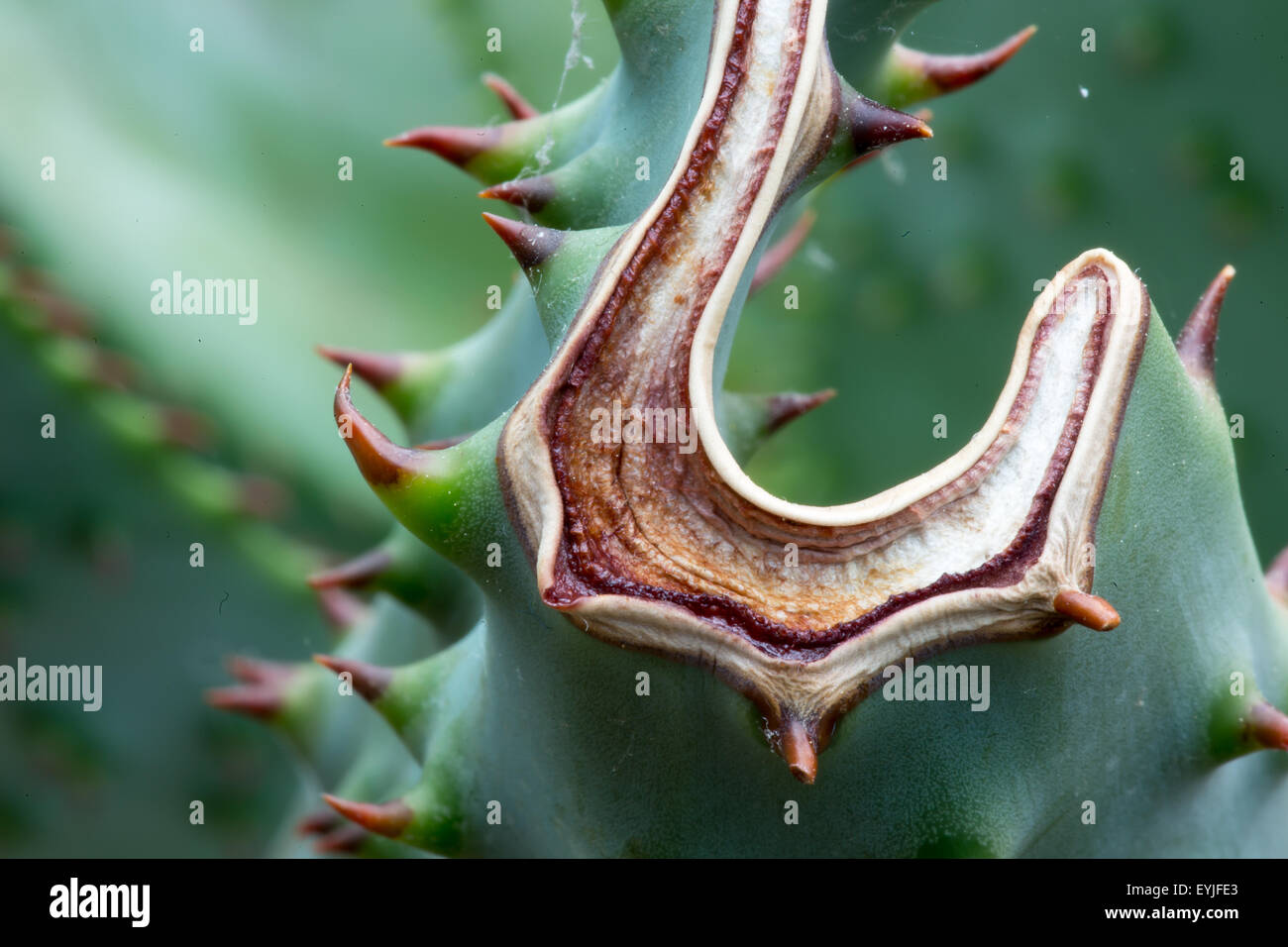 Mountain Aloe 'Aloe marlothii' succulenta Sud pianta africana Foto Stock