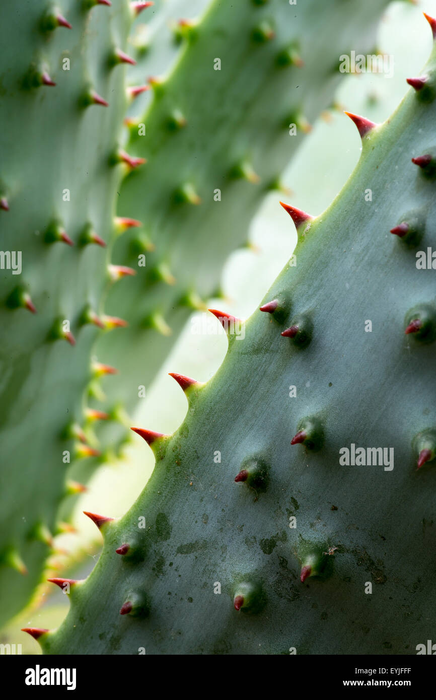 Mountain Aloe 'Aloe marlothii' succulenta Sud pianta africana Foto Stock