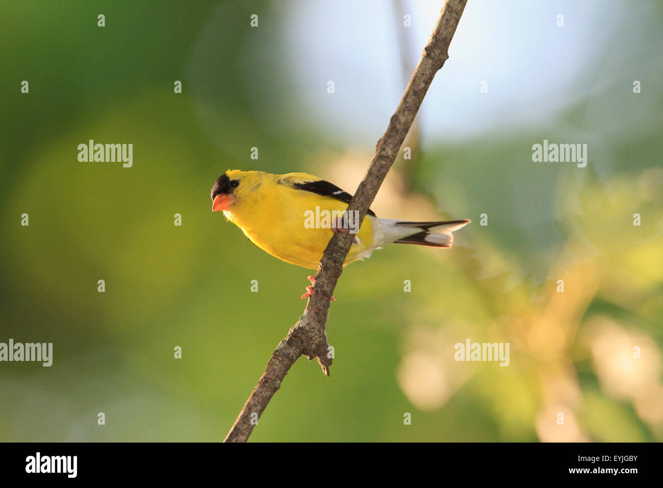 American cardellino (Spinus tristis) su un ramo di albero Foto Stock
