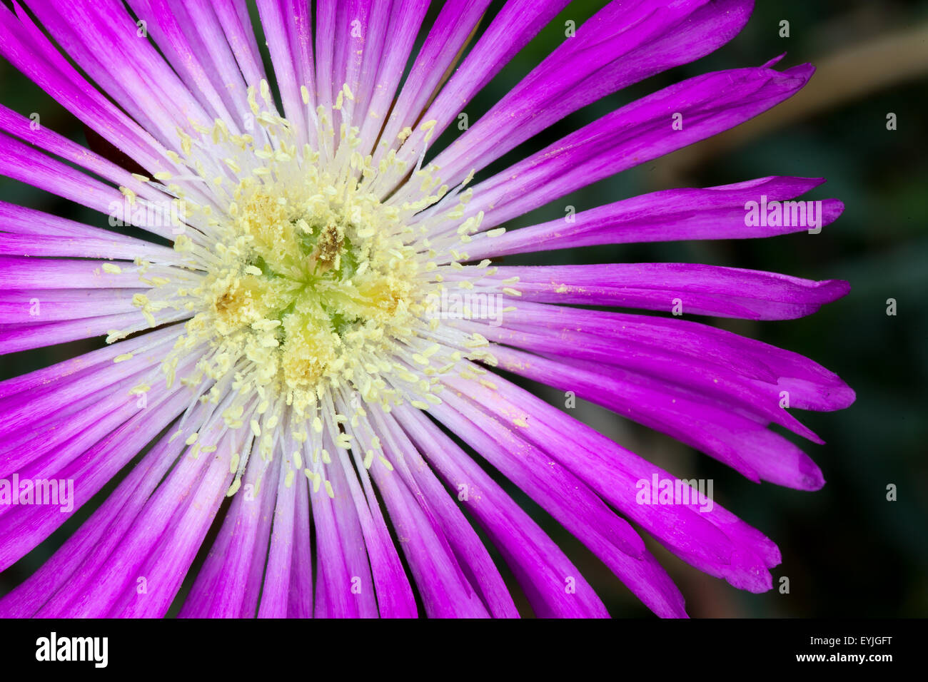 Delicato di fiori viola, aizoaceae lampranthus spectabilis su sfondo scuro Foto Stock