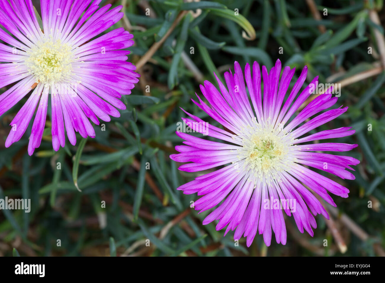 Delicato di fiori viola, aizoaceae lampranthus spectabilis su sfondo scuro Foto Stock