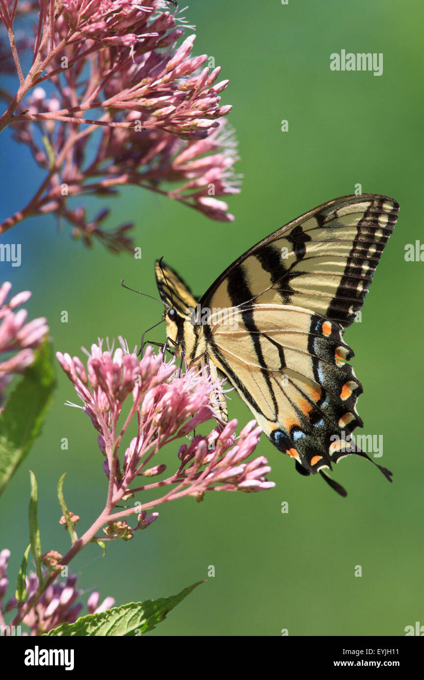 Orientale a coda di rondine di Tiger (Papilio glaucus) farfalla sui fiori. Foto Stock