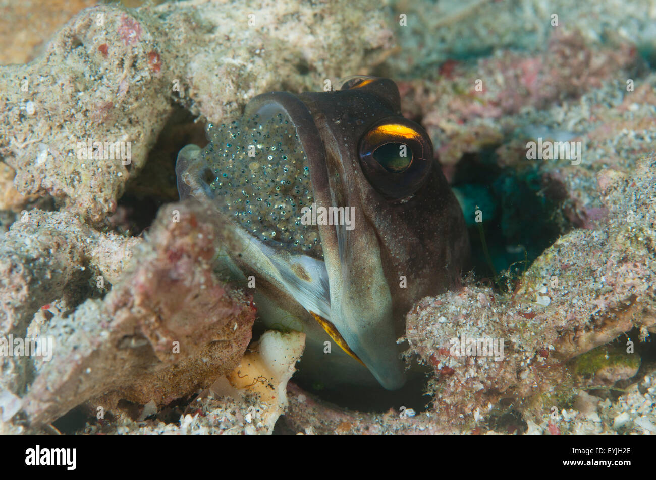 Un maschio giallo sbarrato jawfish, Opistognathus randalli, bocca meditabondo una frizione di uova, Rinca Isola, Parco Nazionale di Komodo Foto Stock