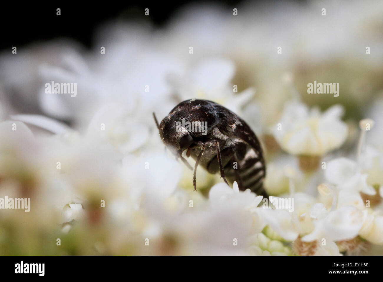 Tumbling flower beetle ( Mordellidae sp.) sulla regina Anna Fiore di pizzo. Foto Stock