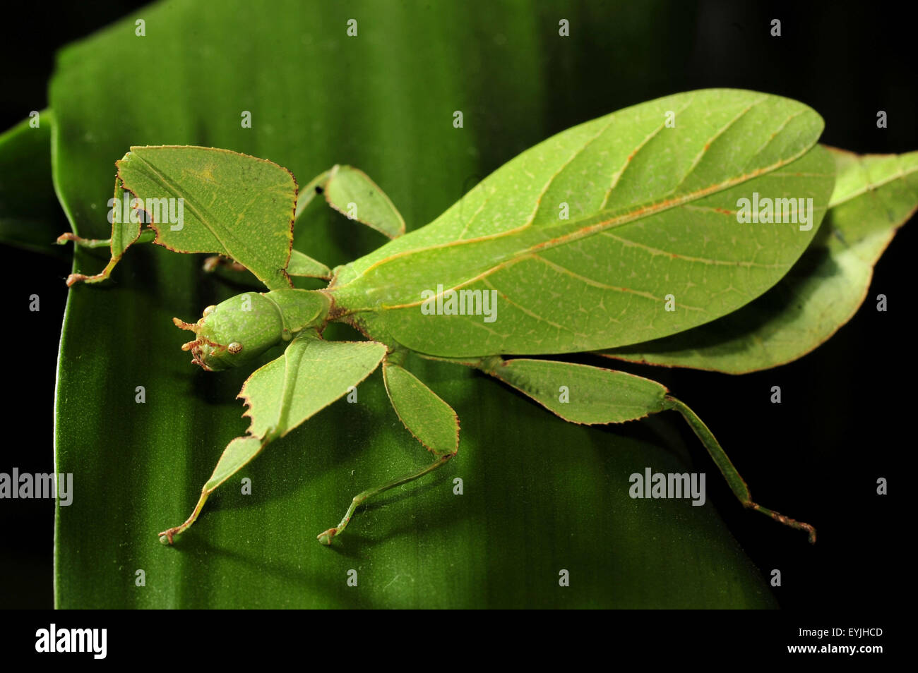 Haikou. Il 30 luglio, 2015. Foto scattata a luglio 30, 2015 mostra di insetti foglia phyllium al Yinggeling riserva naturale nel sud della Cina di Hainan provincia. Esso è chiamato insetti foglia perché la sua grande, coriacea forewings hanno le vene di aspetto simile alle vene sul particolare tipo di foglie abita. © Jiang Enyu/Xinhua/Alamy Live News Foto Stock