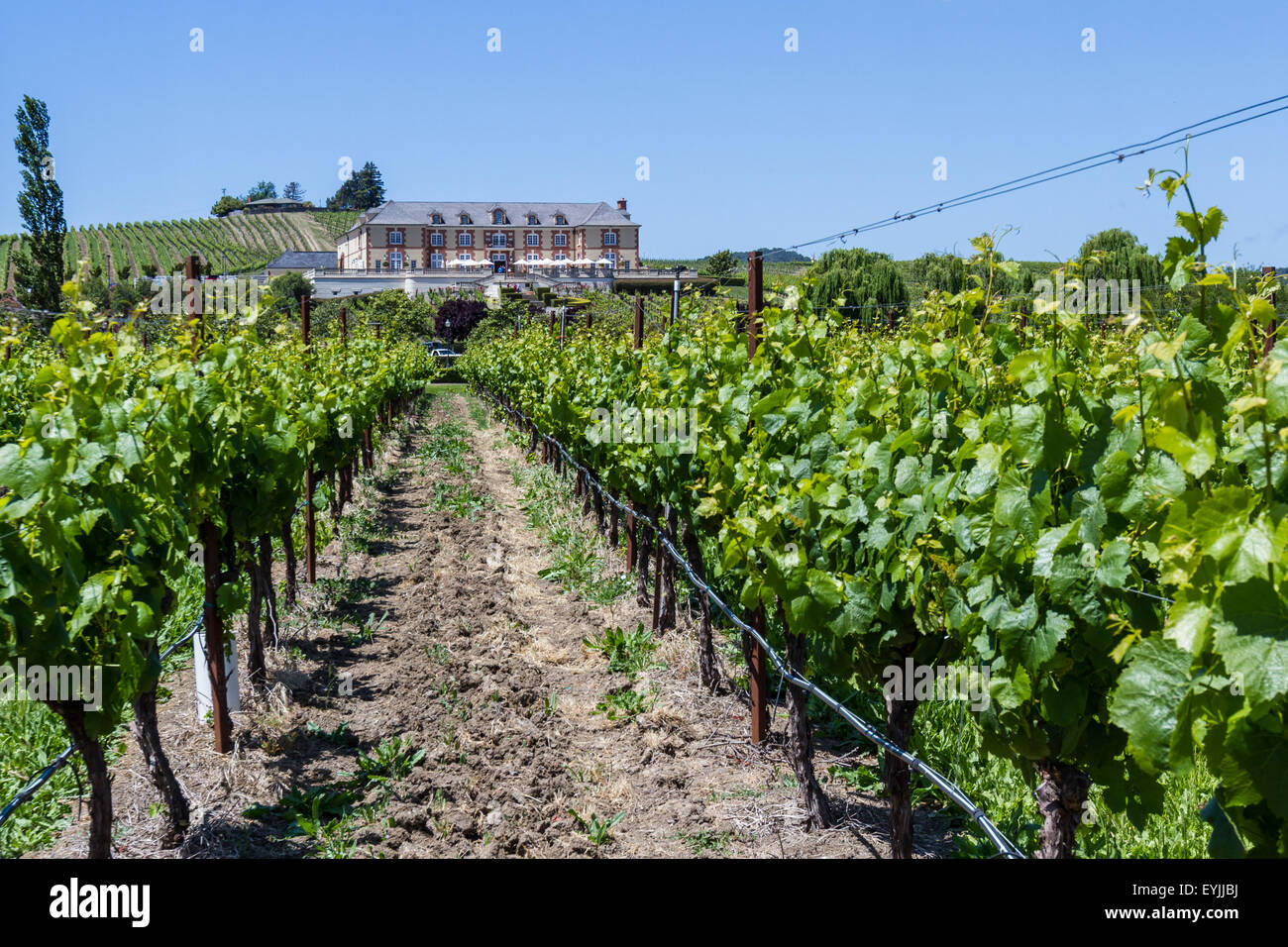 Napa Valley, California - 12 Maggio :bel castello Domaine Carneros un luogo per degustare ottimi vini, 12 maggio 2015 Napa Valley, Cali Foto Stock