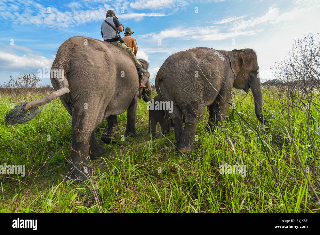 Corsa su elefante in modo Kambas National Park, Indonesia. Foto Stock