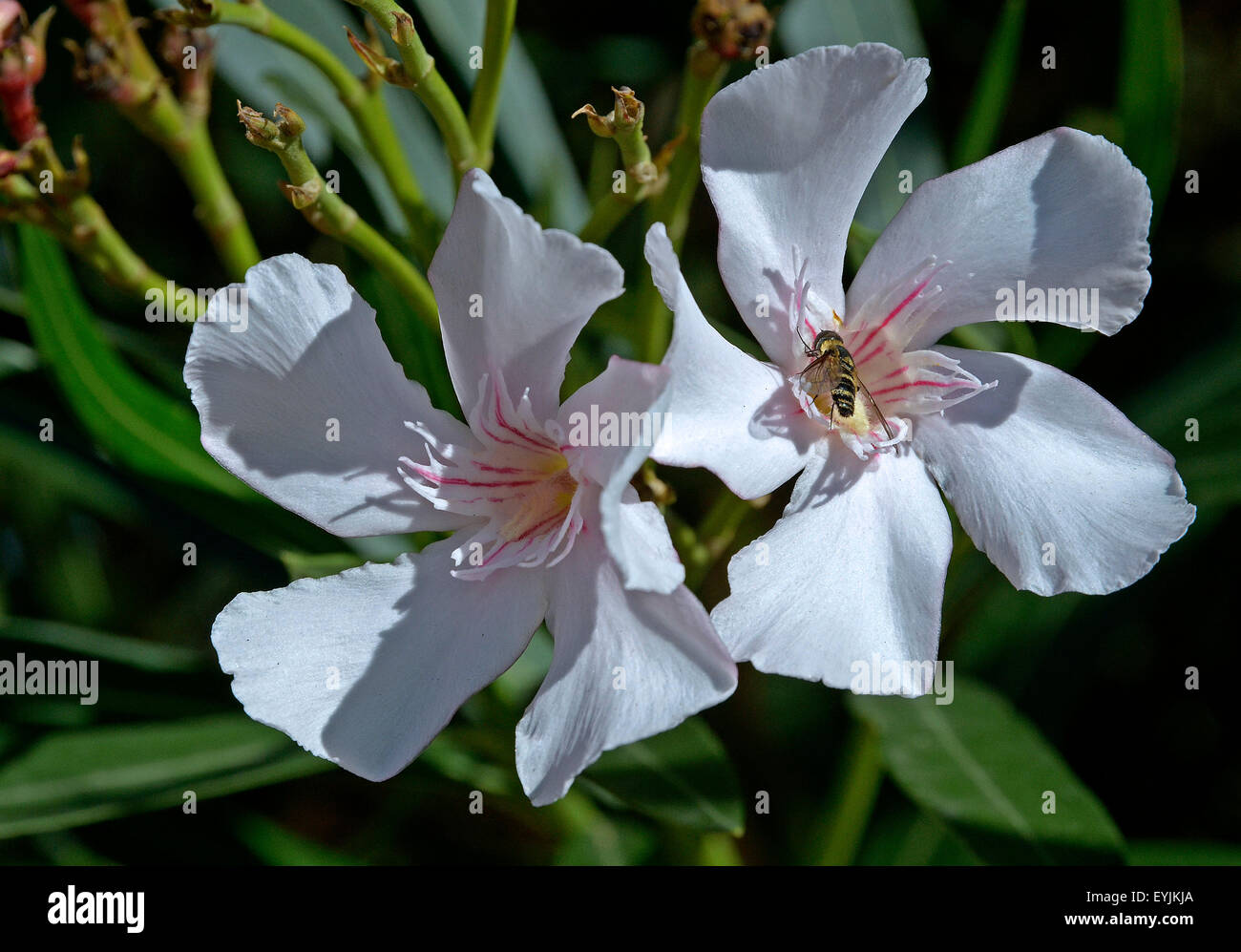 Sardegna, Ita ly: fiori di oleandro ( Nerium oleander) Foto Stock