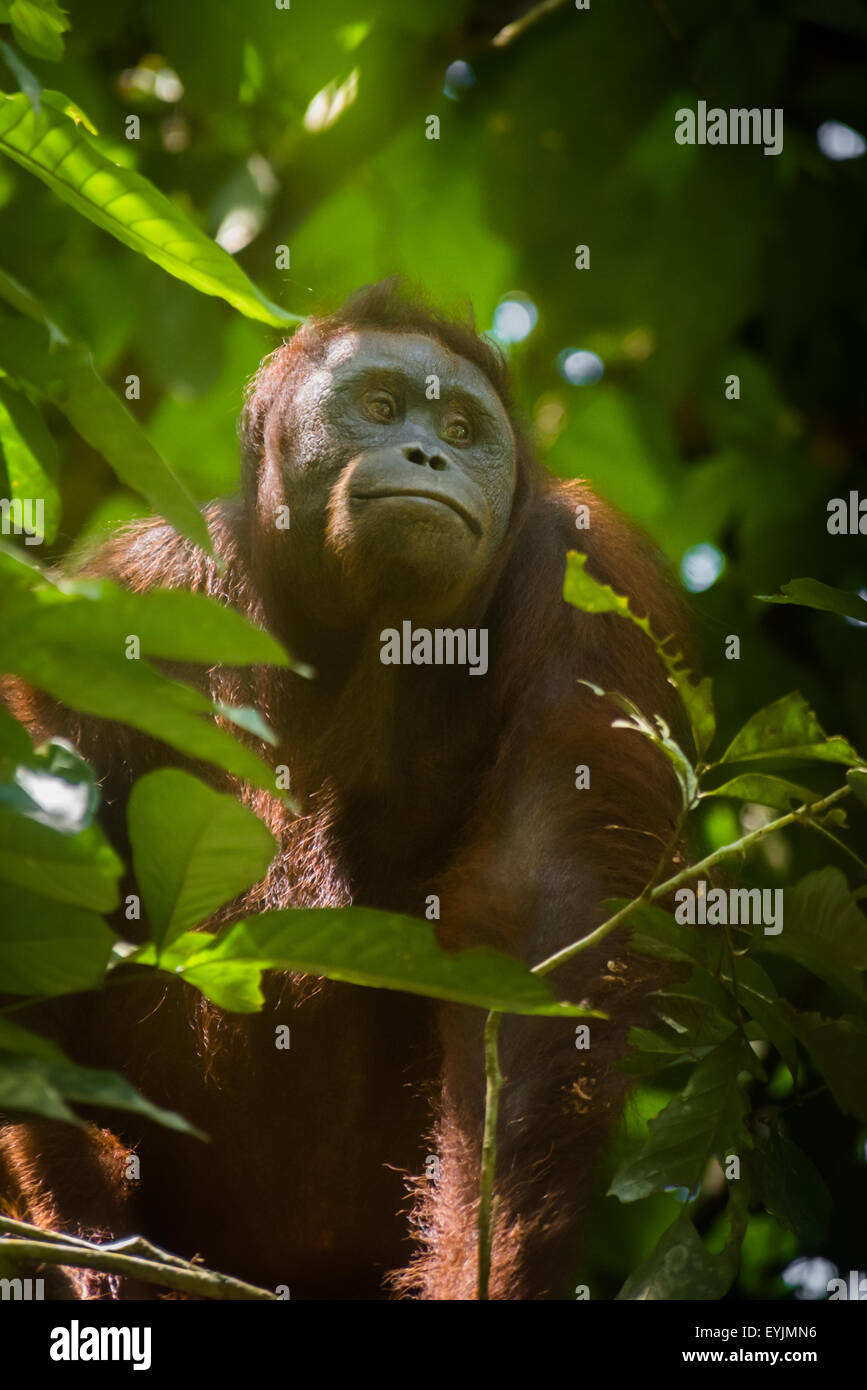 Ritratto di orangutan (Pongpygmaeus morio) adulto selvatico in habitat naturale, Kutai National Park, Kalimantan orientale, Indonesia. Foto Stock