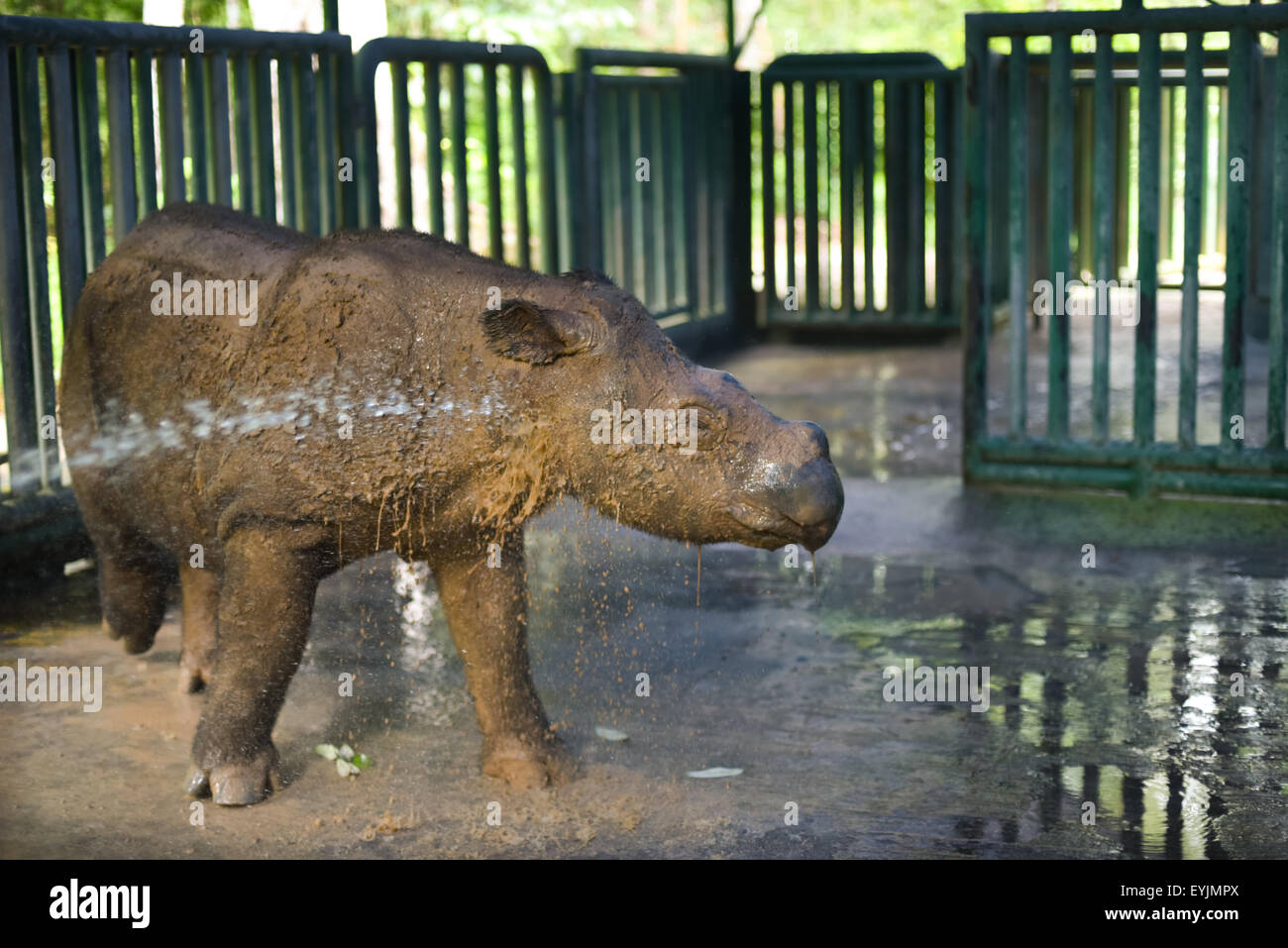 Il giovane rinoceronte di sumatran è bagnata dal guardiano. Foto Stock
