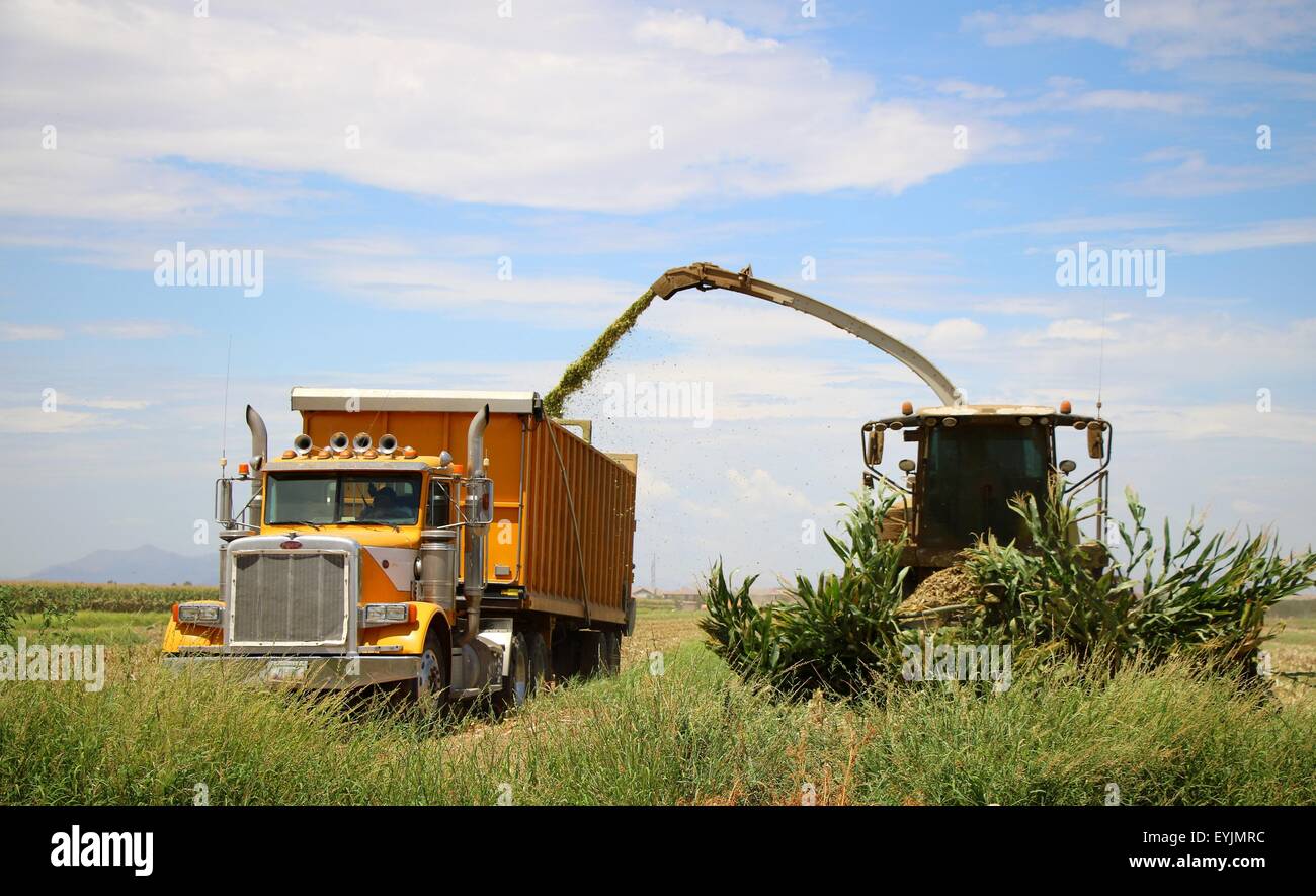 Il mais viene raccolto dalla trincia e carrello di raccolta. Foto Stock