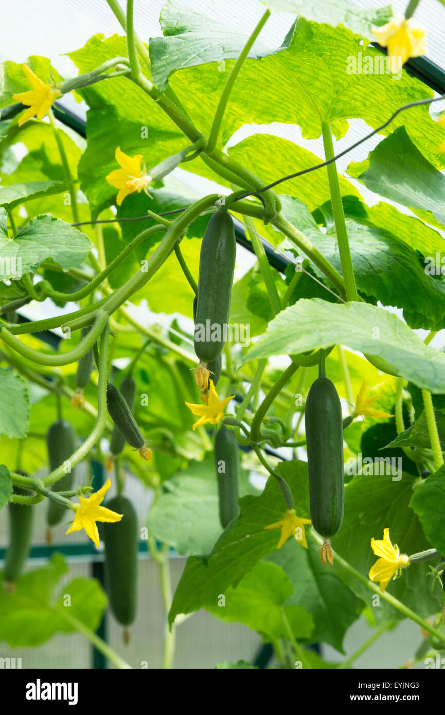 Cucumis sativus. Il cetriolo La Diva frutto della vite in una serra Foto Stock