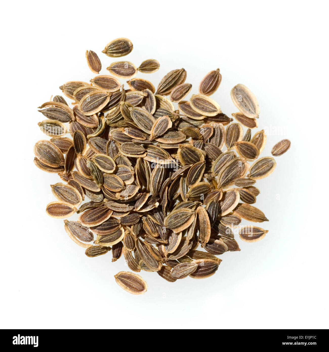Dillsamen, aneto, Anethum graveolens, Samen, Heilpflanze, Kraeuter, Heilpflanzen, Foto Stock
