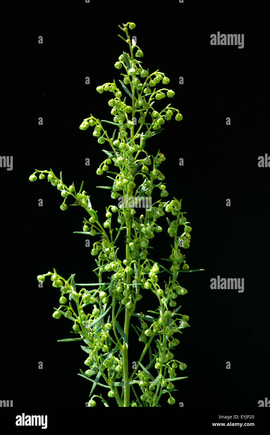 Estragon, Artemisia dracunculus, Heilpflanze, Kraeuter, Heilpflanzen, Foto Stock