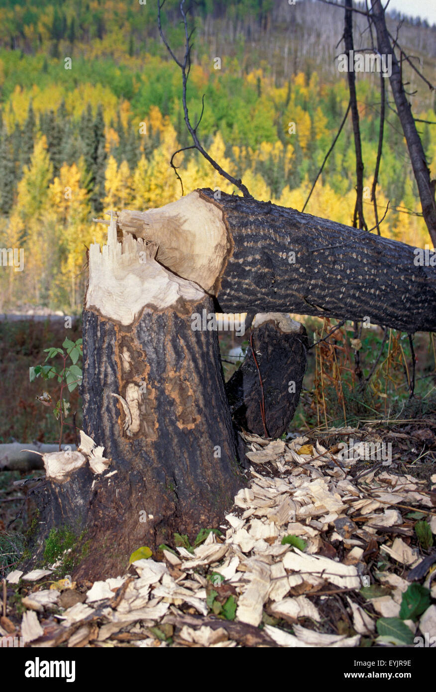 Albero caduto tronco, Poplar Tree messo giù da beaver Foto Stock