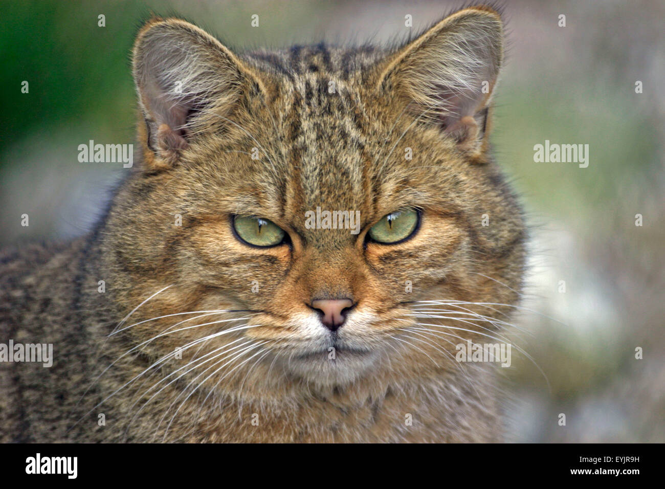 Ritratto di Wildcat europeo, primo piano Foto Stock