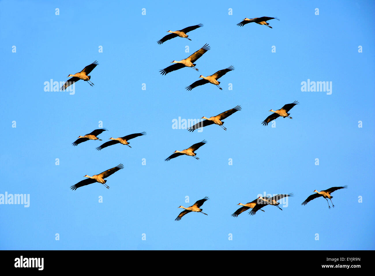 Gregge di Sandhill gru in volo nel cielo blu durante la migrazione Foto Stock