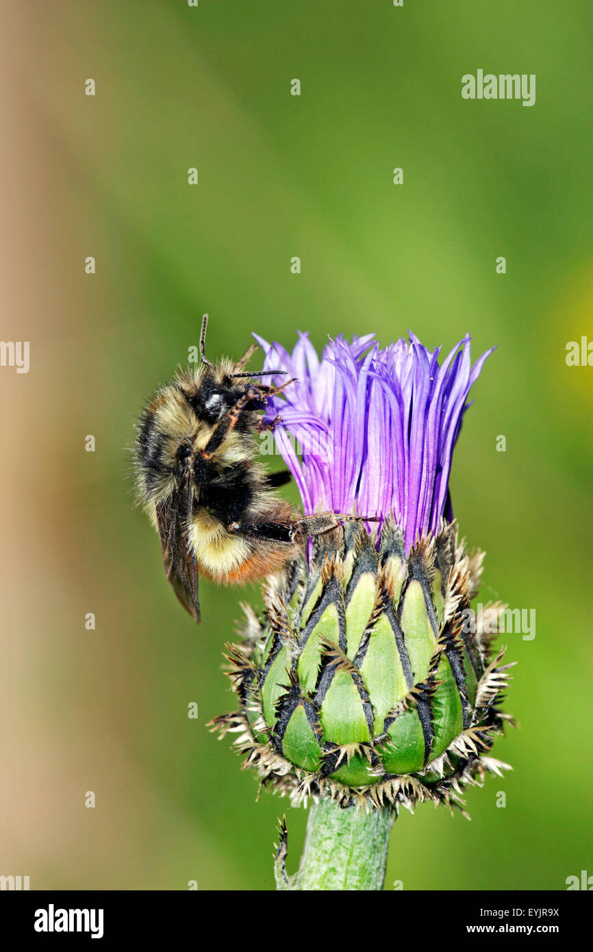Bumblebee che alimenta nettare su cornflower Foto Stock