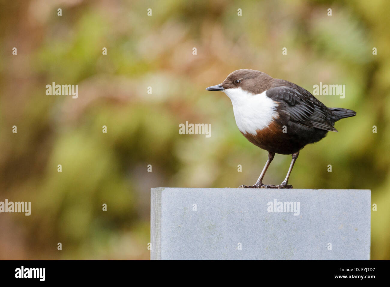 Bilanciere (Cinclus cinclus) Somerset, Inghilterra, Regno Unito Foto Stock
