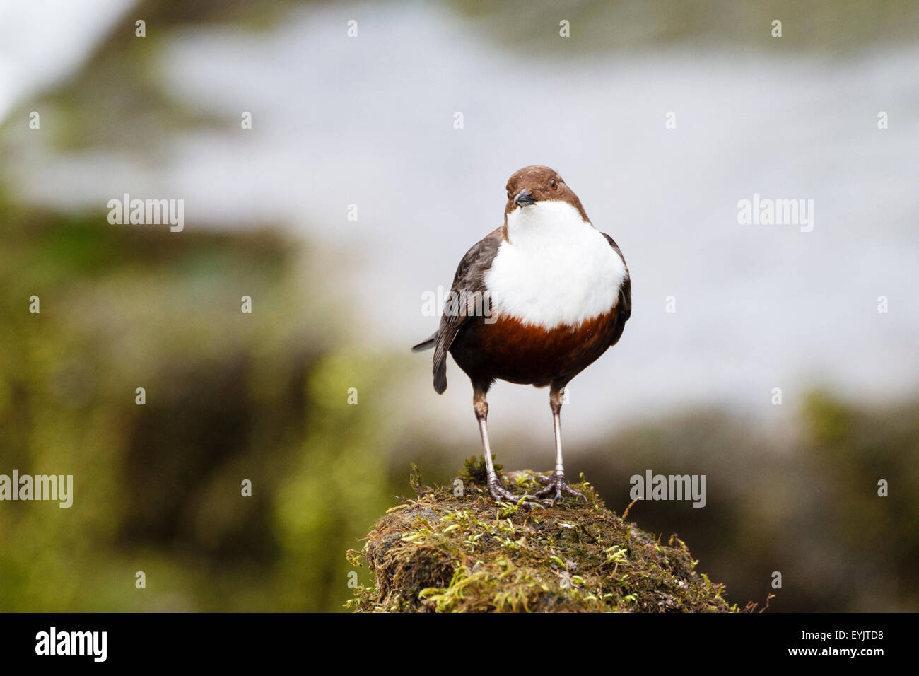 Bilanciere (Cinclus cinclus) Somerset, Inghilterra, Regno Unito Foto Stock