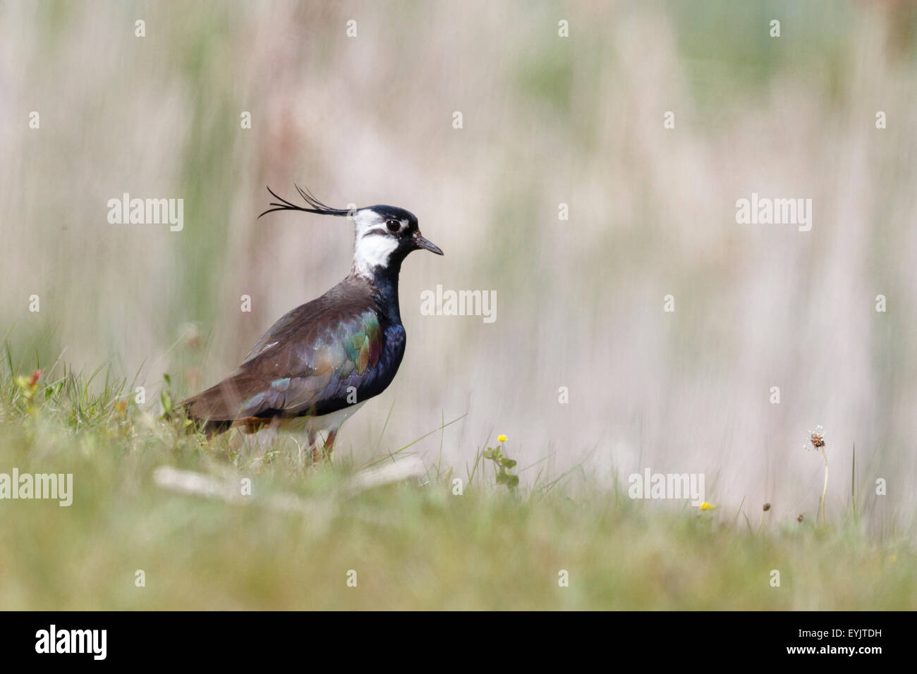 Pavoncella (Vanellus vanellus) Berkshire, Inghilterra, Regno Unito Foto Stock