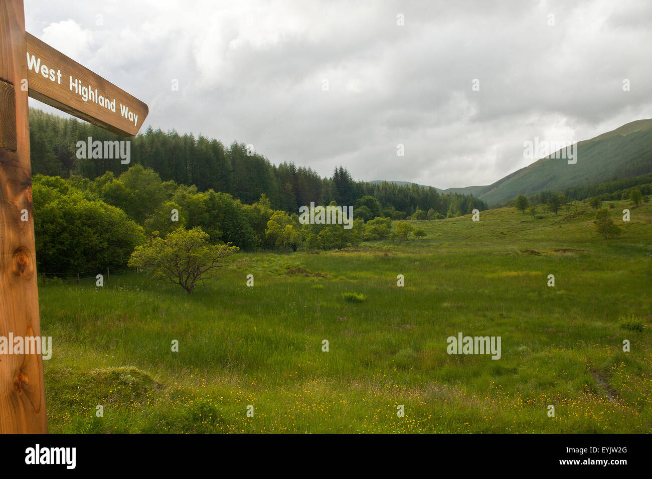 West Highland Way, sentiero, fiume Lochy, sul fiume a piedi, scuotipaglia tyndrum, Scozia, acqua, alberi, escursionismo, backpacking, tramping, Foto Stock