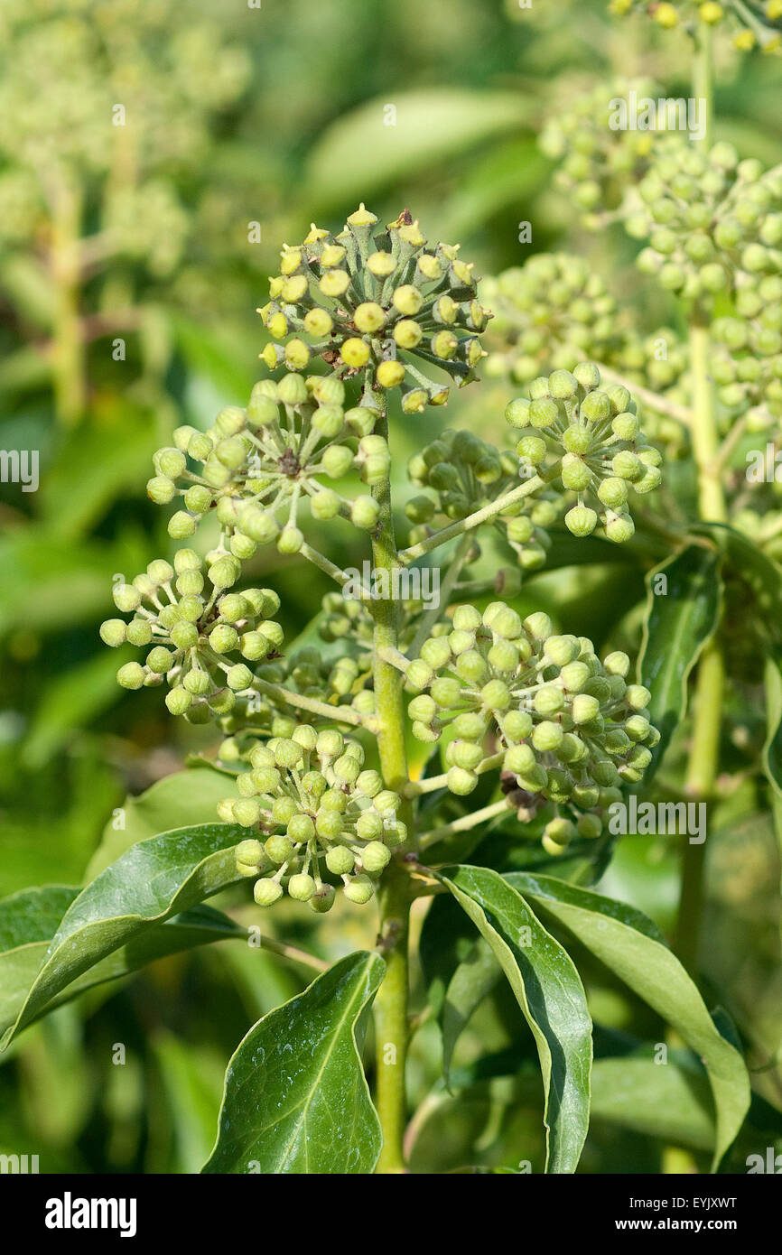 Efeu, Hedera helix, Blatt, Blueten, Foto Stock