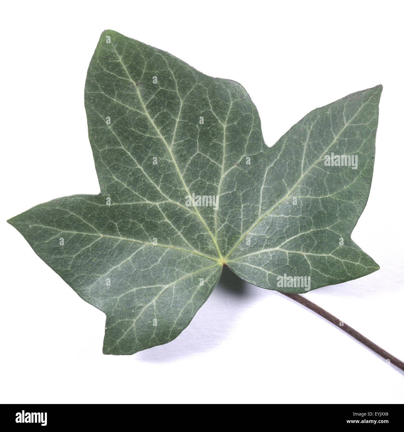 Efeu, Hedera helix, Foto Stock