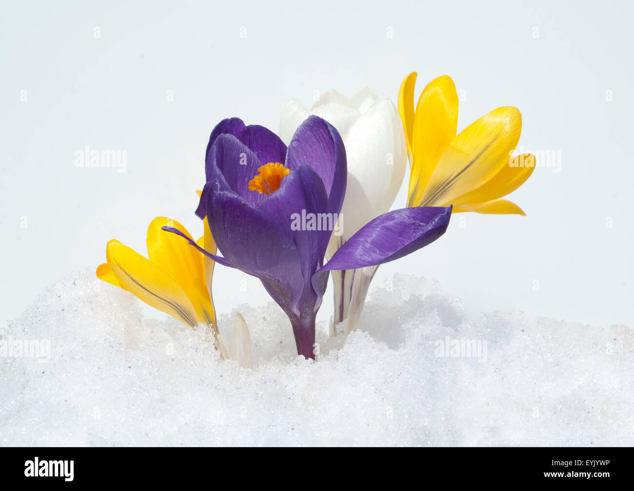 Gartenkrokus, Krokus, crocus vernus,, Foto Stock