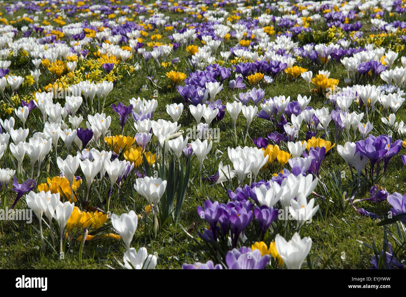 Gartenkrokus, Krokus, crocus vernus,, Foto Stock