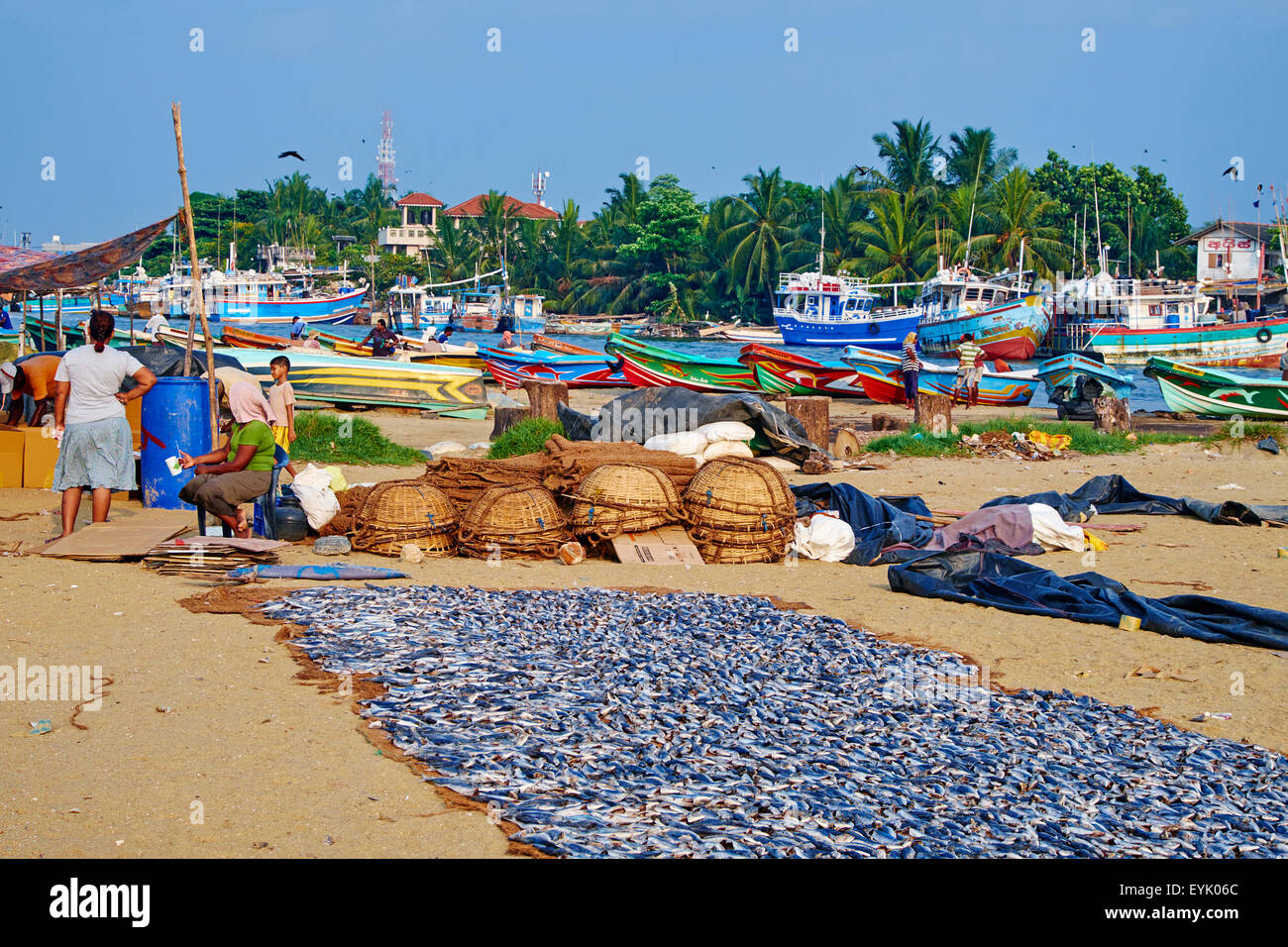 Sri Lanka, provincia occidentale, Negombo, villaggio di pescatori, spiaggia di Negombo, pesci secchi Foto Stock