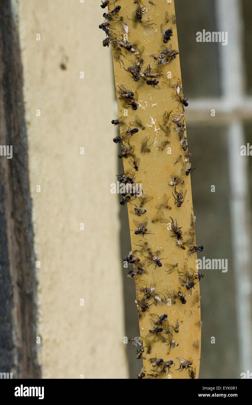 carta moschicida Foto Stock