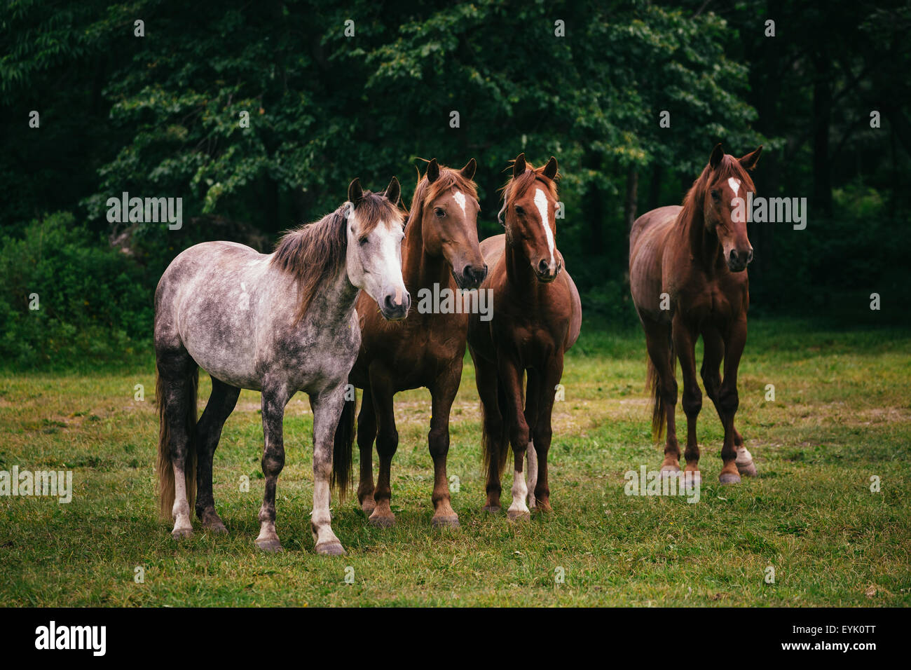 Cavalli selvaggi nel campo Foto Stock