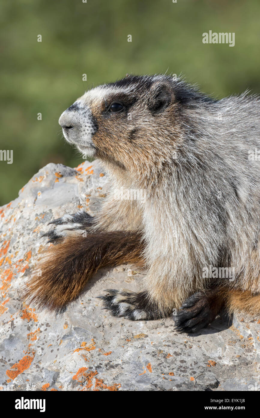 Annoso Marmotta - Marmota caligata Foto Stock