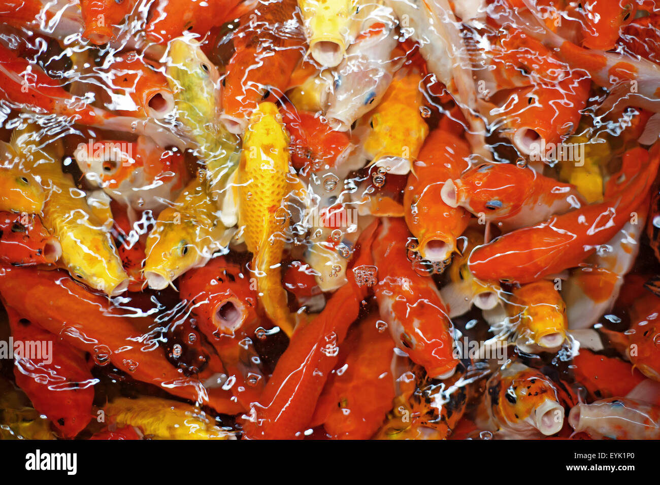 Carpa di fantasia o di pesci koi in stagno Foto Stock