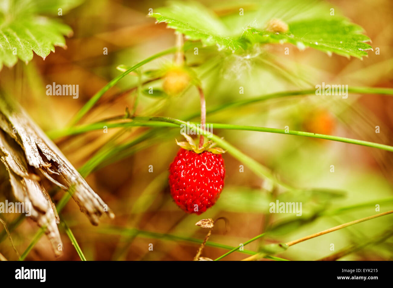 Fragole e foglie verdi cresce nei boschi, closeup outdoor Foto Stock