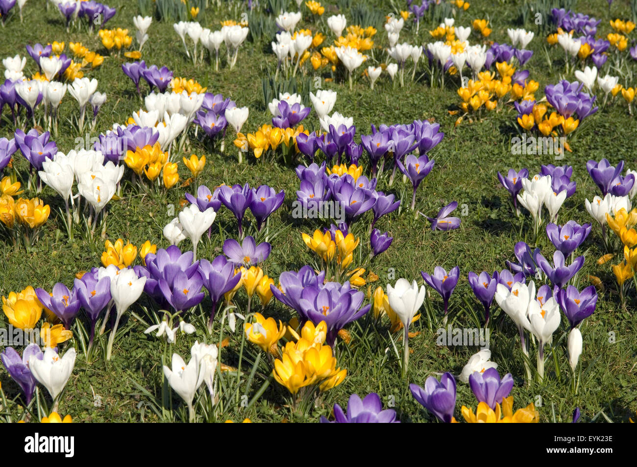 Gartenkrokus, Krokus, crocus vernus,, Foto Stock