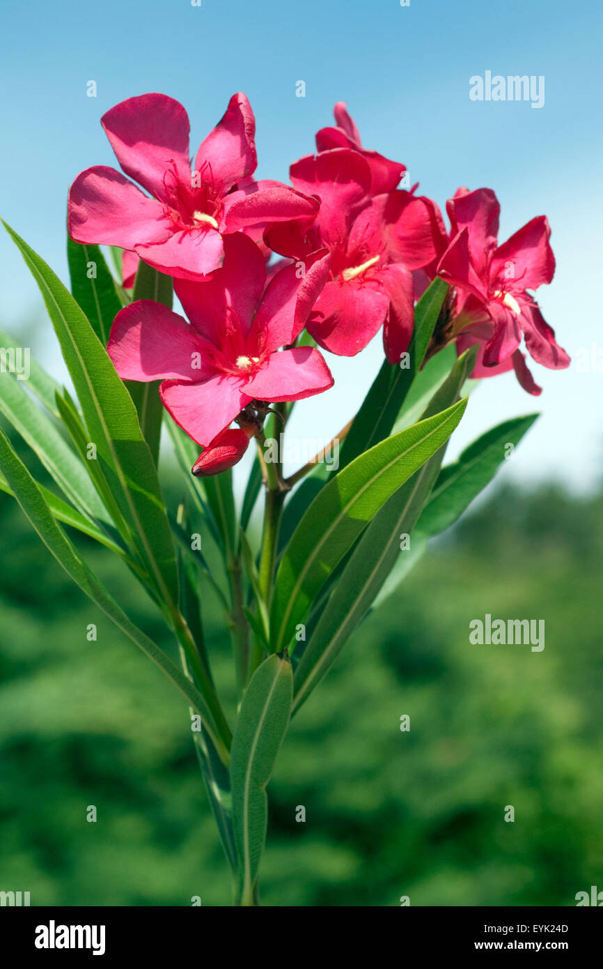 Oleandro;; Nerium oleander; Giftpflanze; Wildpflanzen; Foto Stock