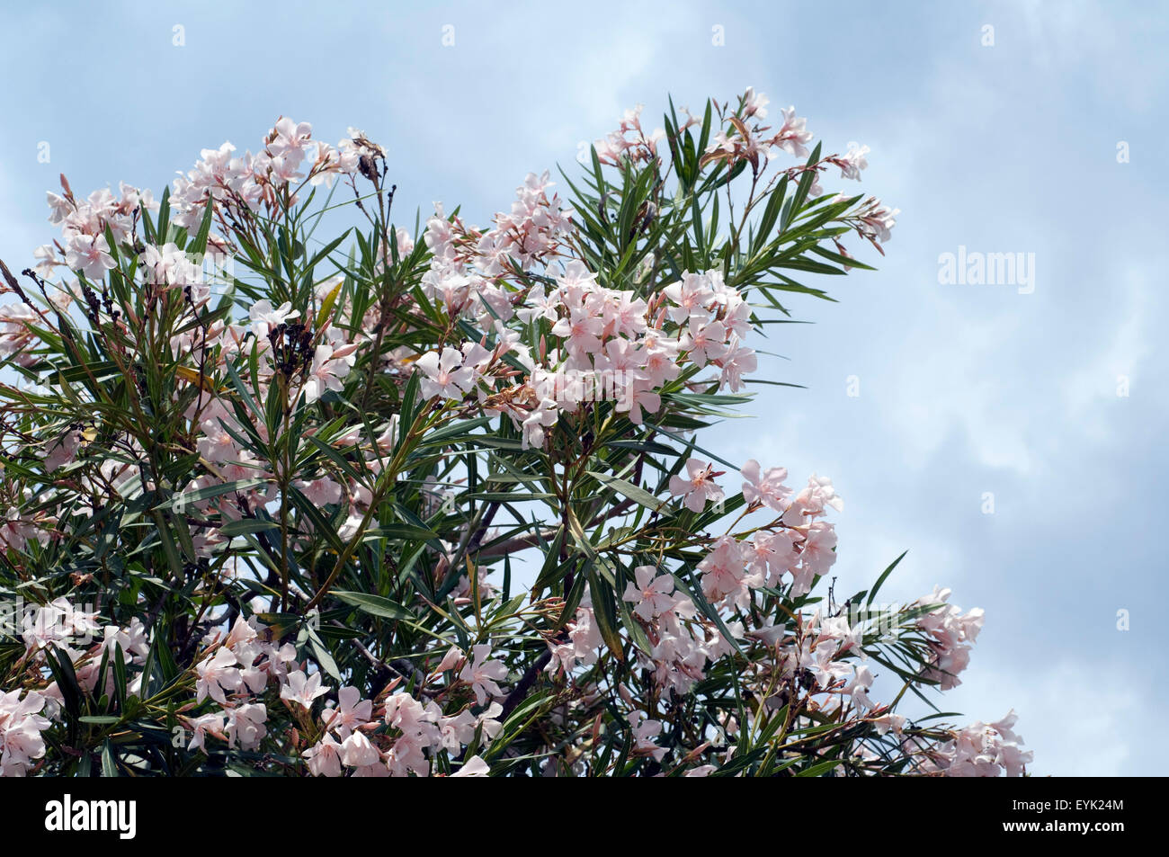 Oleandro;; Nerium oleander; Giftpflanze; Wildpflanzen; Foto Stock