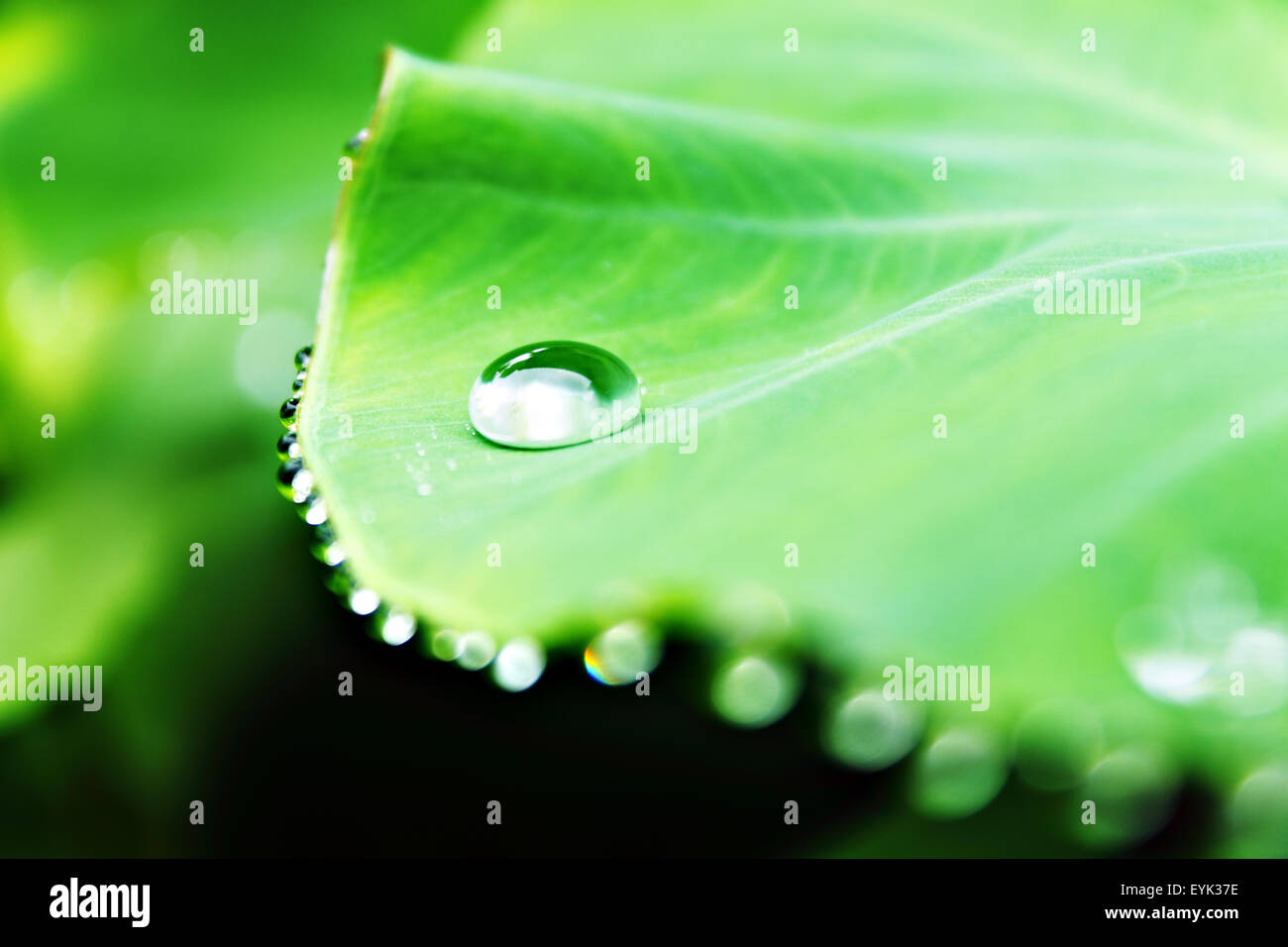 Una bella grande caduta di pioggia su una foglia verde Foto Stock