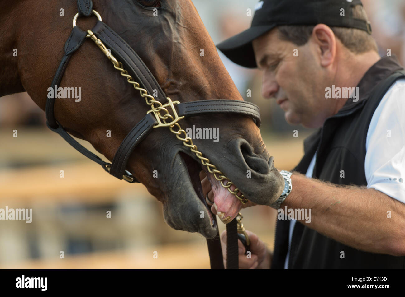 Oceanport, NJ, Stati Uniti d'America. Il 30 luglio, 2015. Triple Crown vincitore AMERICAN PHAROAH, addestrati da Bob Baffert è bagnata a Monmouth Park davanti a questa domenica di Haskell Invitational giovedì 30 luglio, 2015. © Bryan Smith/ZUMA filo/Alamy Live News Foto Stock